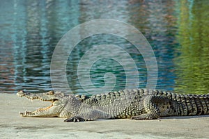 A large crocodile is open its mouth and resting on bank near the pond at farm.