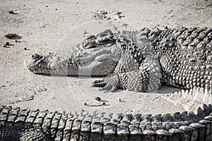 A large crocodile is resting on bank at farm.