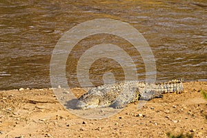 A large crocodile on the river bank. Masai Mara, Kenya