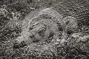 A large crocodile swamp sun baking and resting on the dry gravels