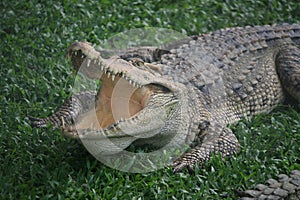 A Large crocodile walking on the grass