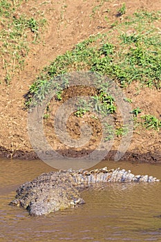A large crocodile in the water near the shore. The Mara River, Kenya. Africa