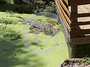 Large Crocodilian Reptile - American Alligators