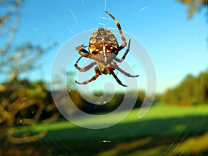 Large cross-spider Araneus hanging in the air on a web close-up against the blue sky and trees photo