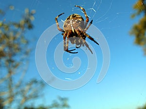 Large cross-spider Araneus hanging in the air on a web close-up against the blue sky and trees photo