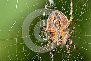 Large cross spider sits in her spider`s web and lurks for prey