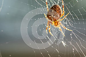 Large cross spider sits in her spider`s web and lurks for prey