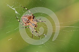 Large cross spider sits in her spider`s web and lurks for prey