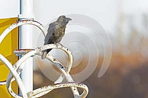 large-billed crow (Corvus macrorhynchos) perched. photo