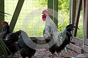 Large crowing black and white white maran rooster