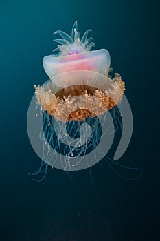 A Large, crowned jellyfish floats around the open ocean