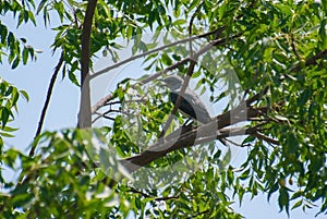 Large cuckooshrike Coracina macei