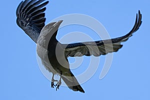 Large cuckooshrike soaring through the blue sky