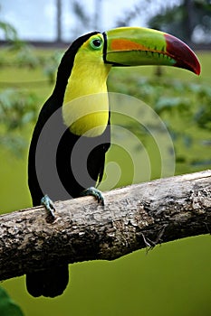 The large and cumbersome keel-billed toucan bird