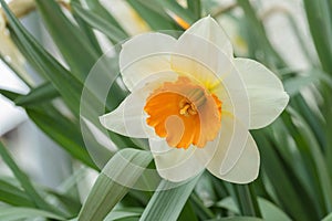 Large-cupped daffodil blossom with orange corona and white tepals. photo