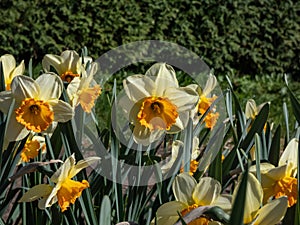 Large Cupped Daffodil (Narcissus) blooming with yellow flowers that have yellow petals and red cup