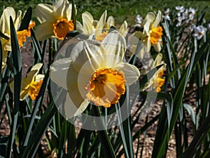 Large Cupped Daffodil (Narcissus) blooming with yellow flowers that have yellow petals and red cup