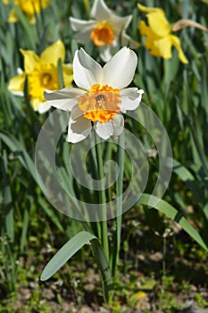 Large-cupped daffodil photo