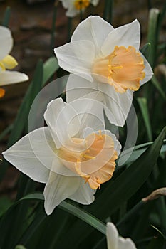 Large-cupped daffodils nod over an early spring garden