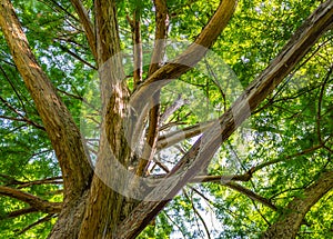 Large curvy tree