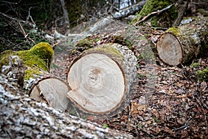 Large cut tree on the ground in the woods