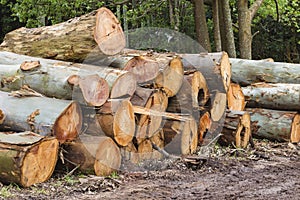 Der große reduzieren ein Baum protokolle 