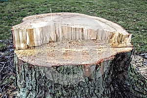 Large cut tree stump after tree removal