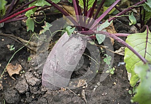 a large cylindrical beet growing in the garden