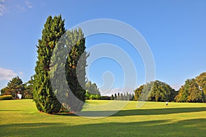 A large cypress trees in park Sigurta photo