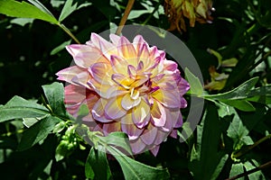 Large Dahlia 'Sagitta' flower with luminous petals, basking in the warmth of the sun