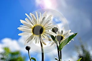 Large daisies in the sun close-up. A wild flower of love on the background of blue sky