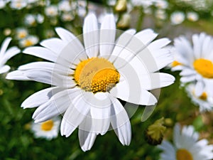 Large Daisy flower on a background of a chamomile field in a bright Sunny day. Bright white petals and yellow center of the flower