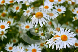 large daisy with lowered petals.