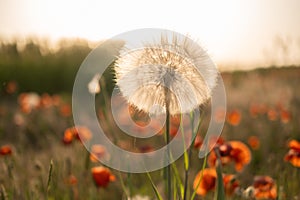 large dandelion in a field of poppies at sunset