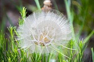 Large Dandelion Fluff in a Mountain Field