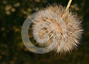 A large dandelion with fluffy seeds. Gentle natural background. Fuzzy on a dark background