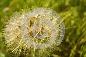 Large Dandelion Gone to Seeds