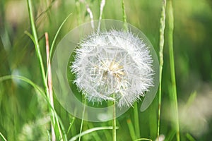 Large dandelion head full of spores ready to pollennate and naturally regenerate the environment