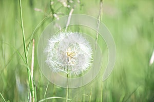 Large dandelion head full of spores ready to pollennate and naturally regenerate the environment