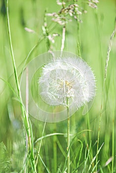 Large dandelion head full of spores ready to pollennate and naturally regenerate the environment