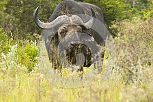 Large dangerous African buffalo standing in long dry grass