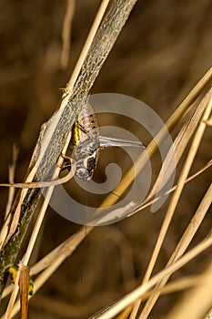 Large Dark Bush-cricket Pholidoptera femorata close-up