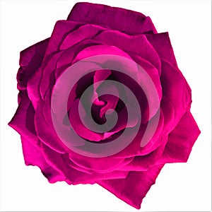 Large dark pink rose with white background