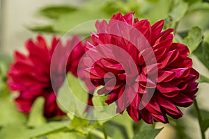 Large dark red flowers of blooming Garden dahlia, Dahlia pinnata