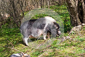 Large dark spotted pig in the forest among the trees