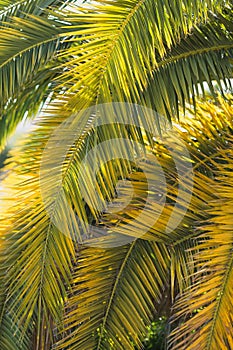 Large date palm leaves are yellow-green in backlight