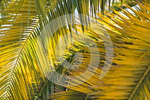 Large date palm leaves are yellow-green in backlight