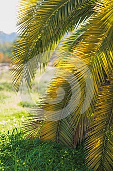Large date palm leaves are yellow-green in backlight against the background of the park