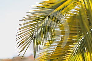 Large date palm leaves are yellow-green in backlight against the sky