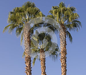 Large date palm tree abstract view looking to the sky